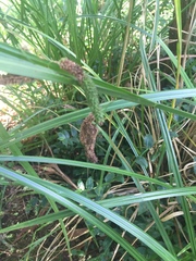 Carex lessoniana