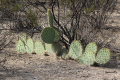 Opuntia rastrera