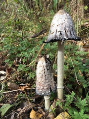 Coprinus comatus