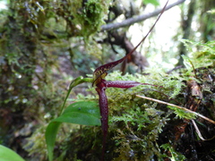 Masdevallia heteroptera