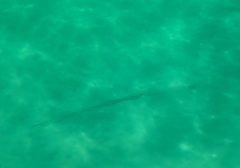 Hemitrygon fluviorum