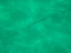 Hemitrygon fluviorum