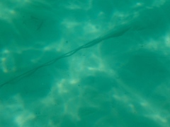 Hemitrygon fluviorum
