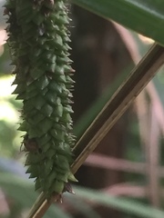 Carex lessoniana