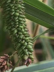 Carex lessoniana