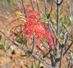 Grevillea meisneri