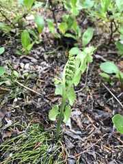 Botrychium neolunaria