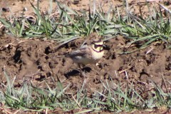 Eremophila alpestris merrilli