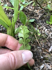Botrychium neolunaria