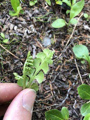 Botrychium neolunaria