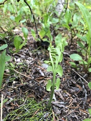 Botrychium neolunaria