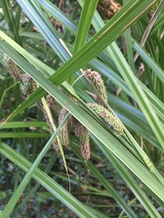Carex geminata