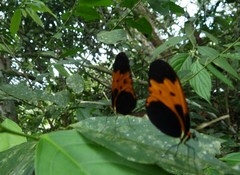 Mechanitis messenoides deceptus