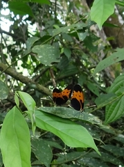 Mechanitis messenoides deceptus