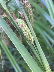 Carex geminata