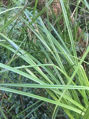 Carex geminata