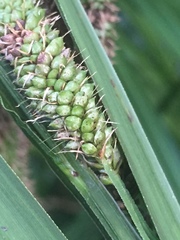 Carex geminata