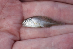 Leiostomus xanthurus