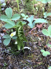 Botrychium neolunaria