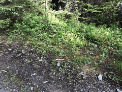 Botrychium neolunaria