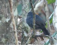 Thamnophilus unicolor