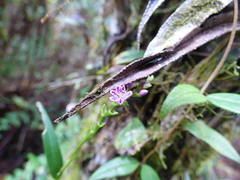 Epidendrum fimbriatum