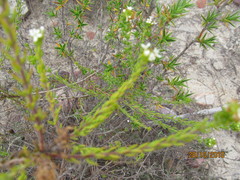 Phylica vulgaris