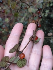 Coprosma spathulata spathulata