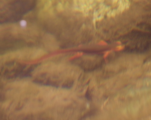 iNaturalist observation photo of Sierra Newt