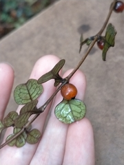 Coprosma spathulata spathulata