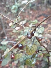 Coprosma spathulata spathulata