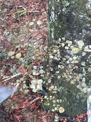 Coprosma spathulata spathulata