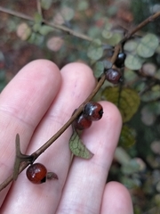 Coprosma spathulata spathulata