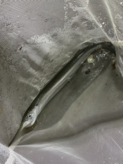 Hyporhamphus ihi