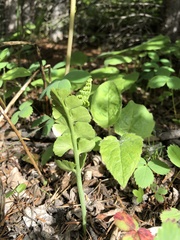 Botrychium neolunaria