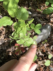 Botrychium neolunaria