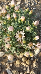 Townsendia scapigera