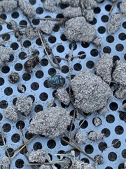 Miloderes amargosensis