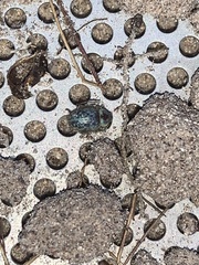 Miloderes amargosensis