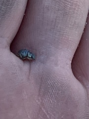 Miloderes amargosensis