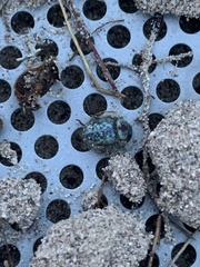 Miloderes amargosensis