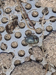 Miloderes amargosensis