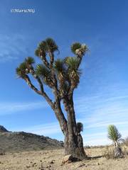 Yucca decipiens