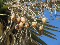 Yucca decipiens