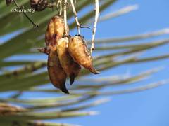 Yucca decipiens
