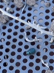 Miloderes amargosensis