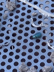 Miloderes amargosensis