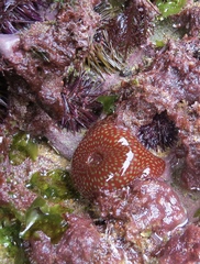 Actinia fragacea