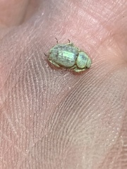 Miloderes amargosensis