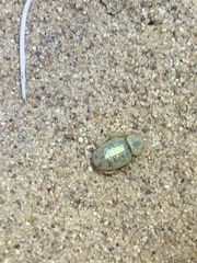 Miloderes amargosensis